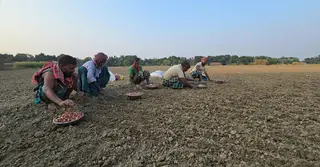 সরকারি দরের চেয়ে বেশি দামেও মিলছে না ডিএপি সার; উৎপাদন খরচ বাড়ায় মুনাফা নিয়ে শঙ্কা